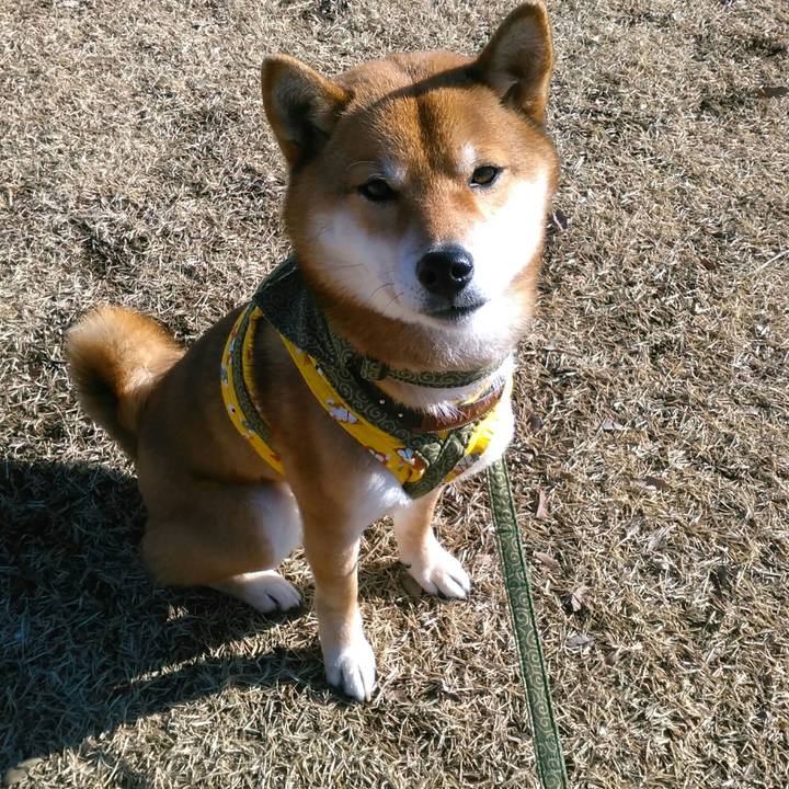 Effc3dbb 3728 4437 bd5a 2abd7f43035c 1517880513028