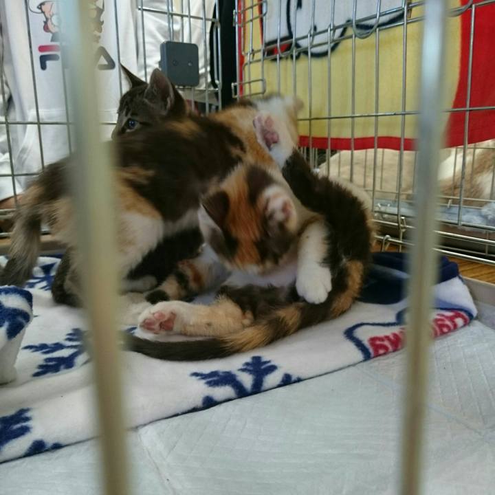 F0002471 4938 427c a787 1ec2a62fe804 1510487856461