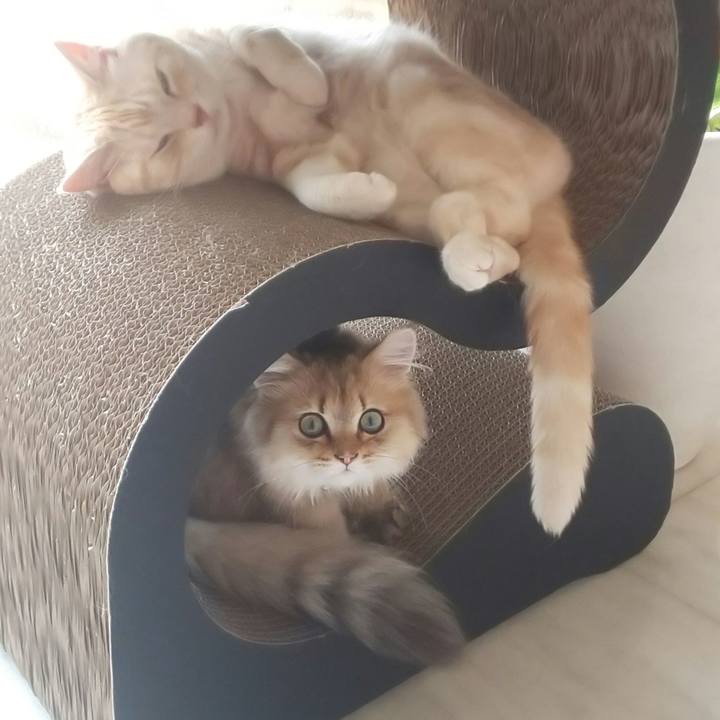 F005ac90 859a 44ed bf90 262d737a0942 1559442707700