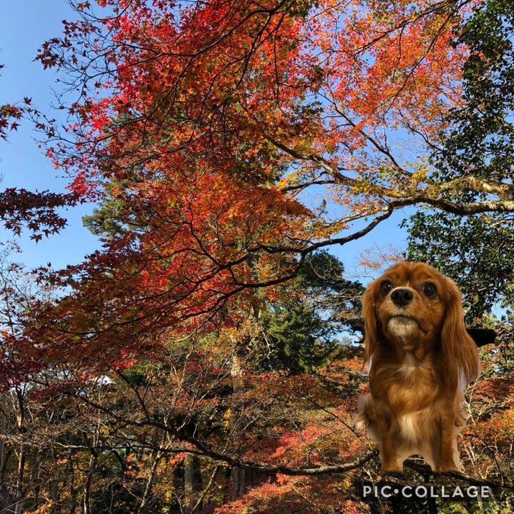 F00d17bd 3262 4d28 bfa7 441090280fb4 1544621010287