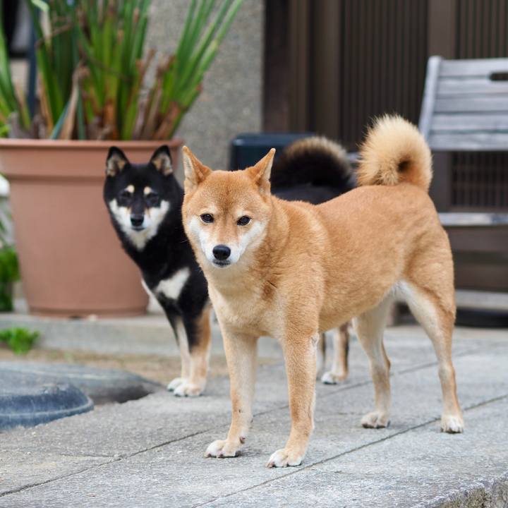 F00e9174 8633 4d21 905e 6656b62c62fb 1758614224083