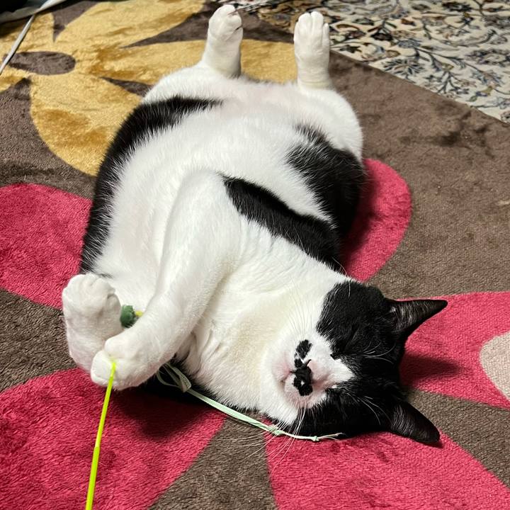 F0103182 a2b2 4433 80ef 9666523c639f 1770471953498