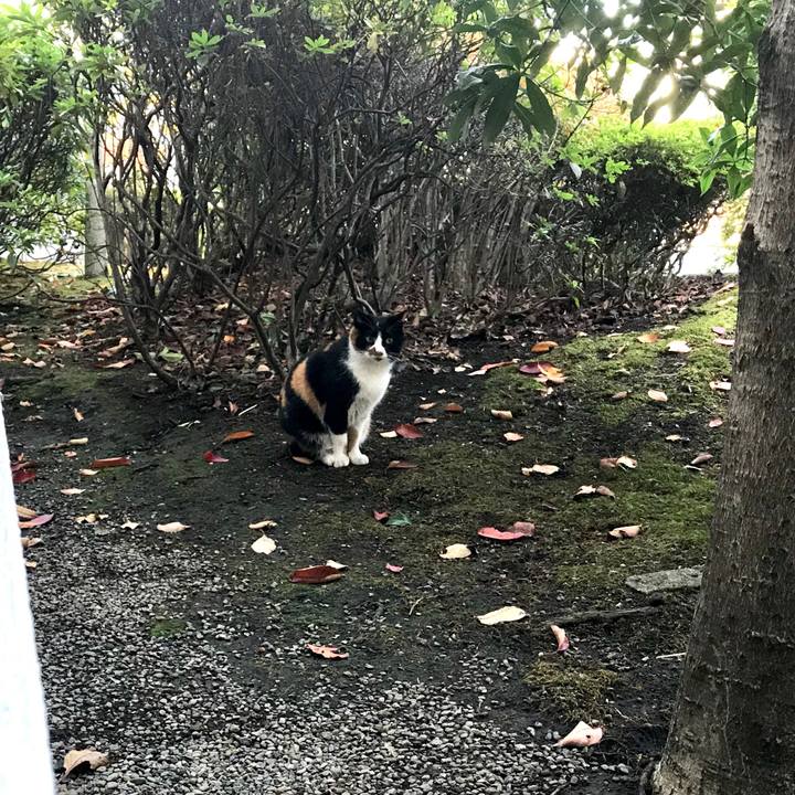 F014ee66 ee6b 4cb7 b30e 339bbfded1a2 1511754606588