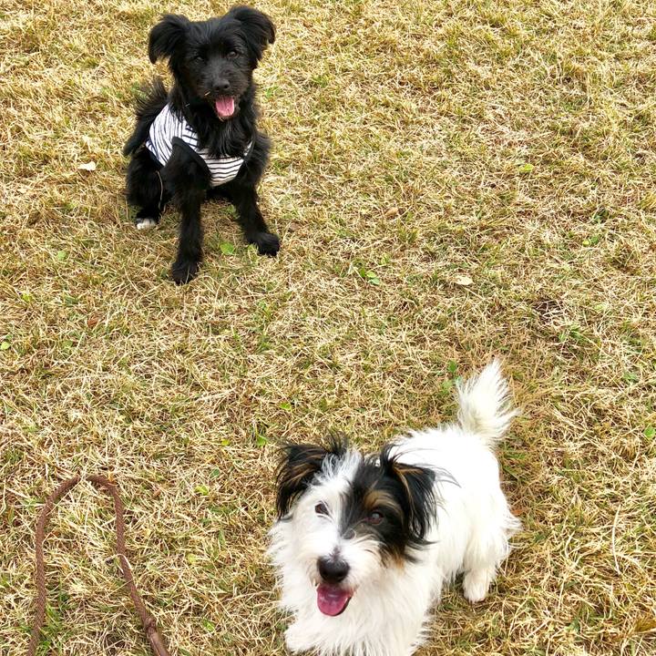 F01a4c8b f890 43cb 87b9 424ad4a9caf9 1544396926477