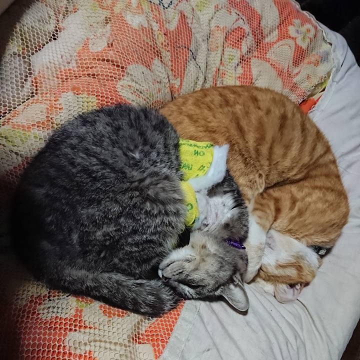 F01bdbf7 371d 436c 98ce daa0c3d9d8f9 1586522869674