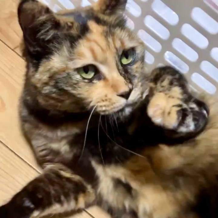 F0235cdc c9c5 4a9a b845 3f4a1707785e 1736888370169