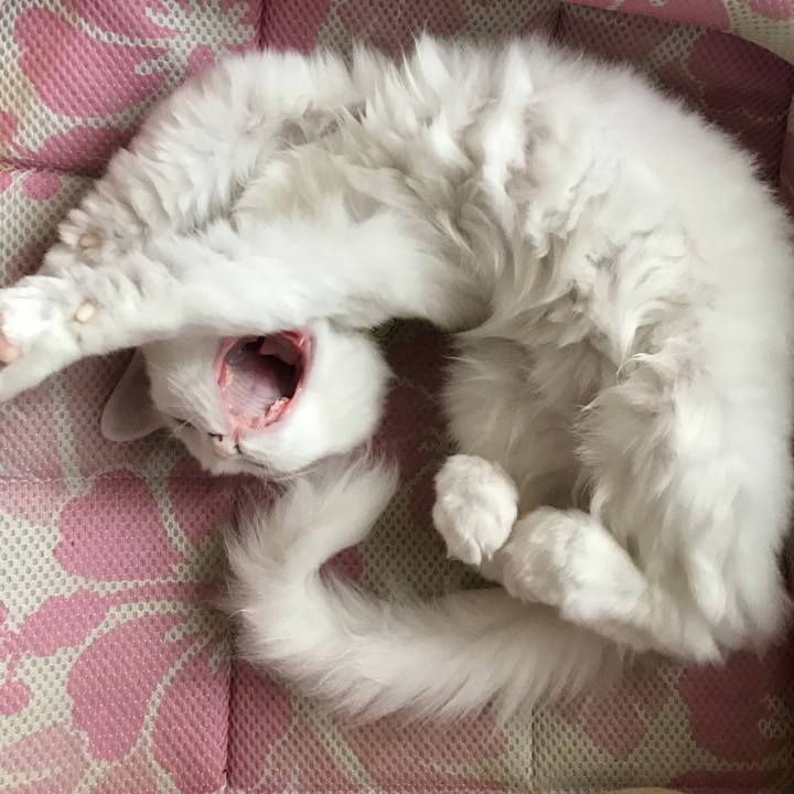 F025354a 610a 45d5 909e 1eaf21e46edb 1509496875431