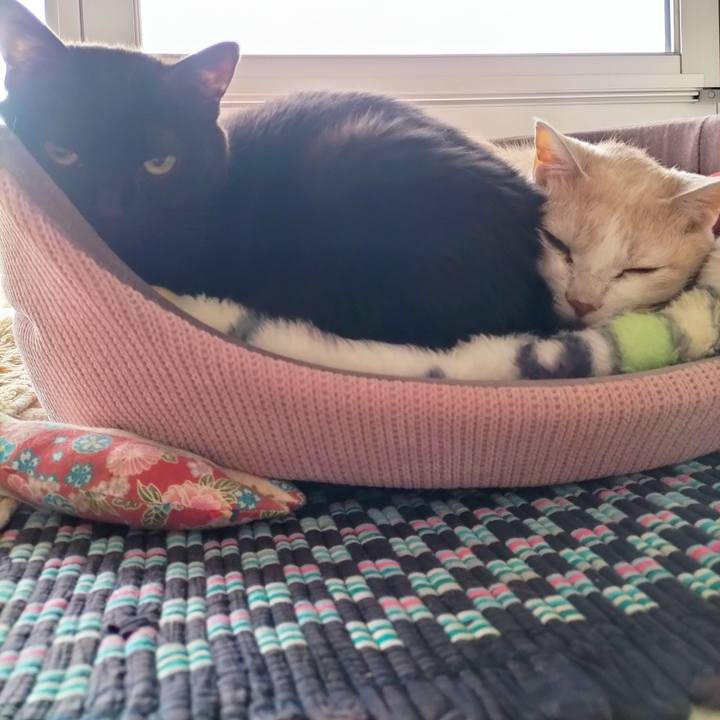 F0304b5a ae28 4691 8dad 2d64bc7d1590 1711335263550