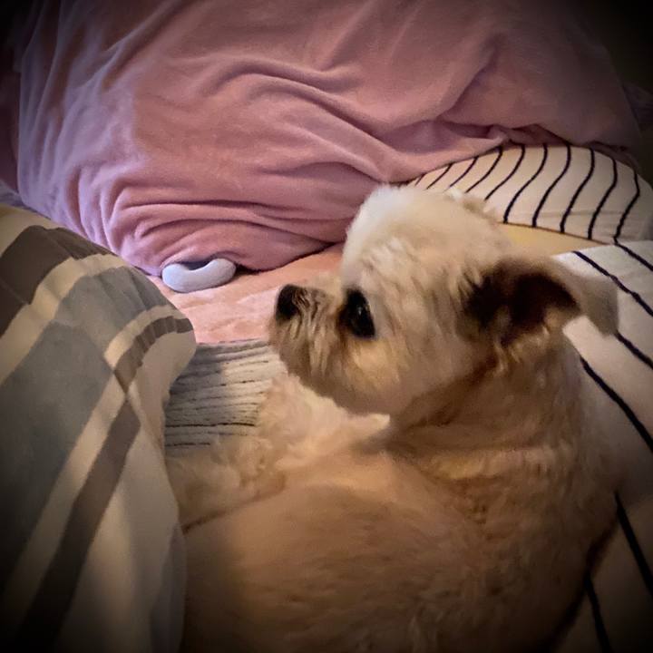 F030fdd3 7311 4c82 96ba 4a18bed454e5 1590068661905