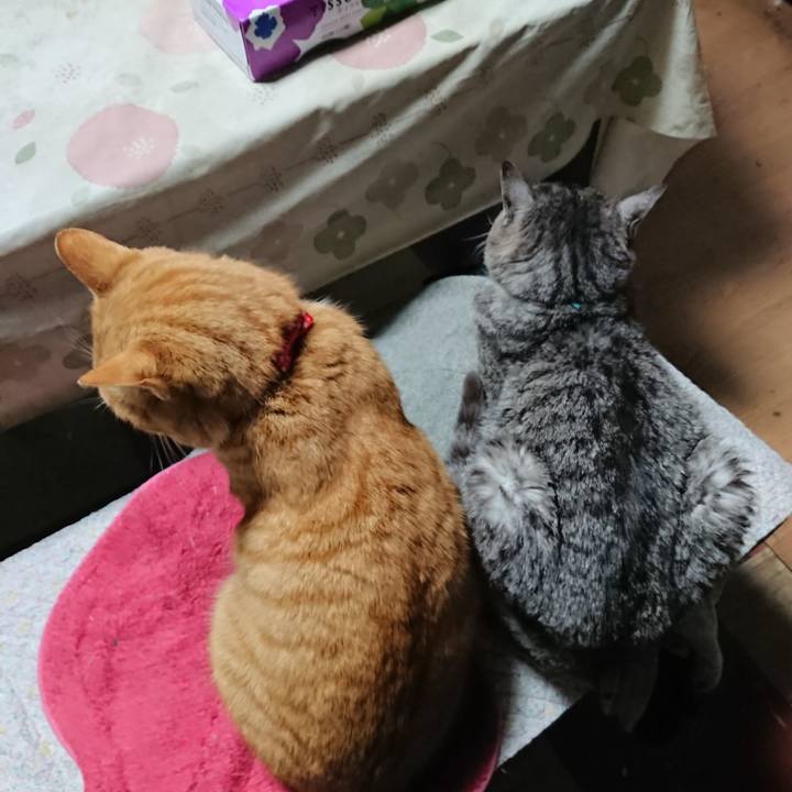 F0356e50 439e 4ddd 9c46 a887a9458bd9 1576877115362