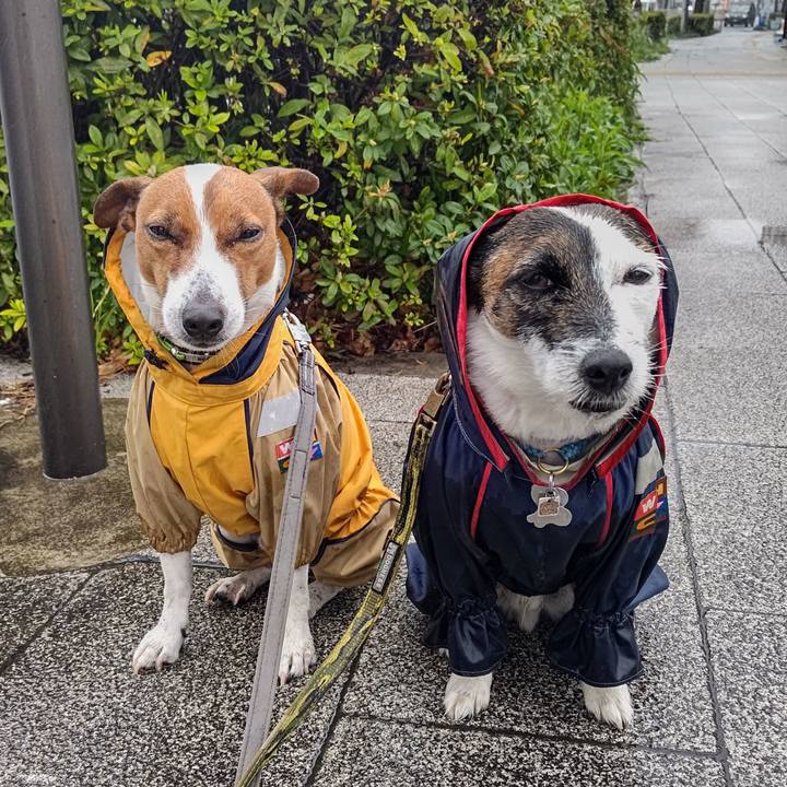 F036c26e 73c3 422c 9d0d 1cdfcc13692d 1679791152248