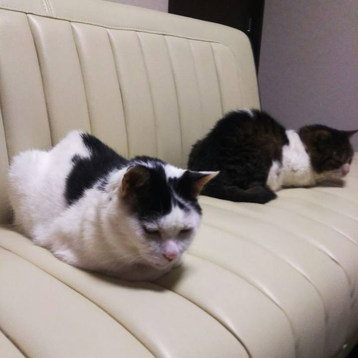 F0391c32 8bcc 4dcf 96a9 2ef3493ecc04 1567593184239