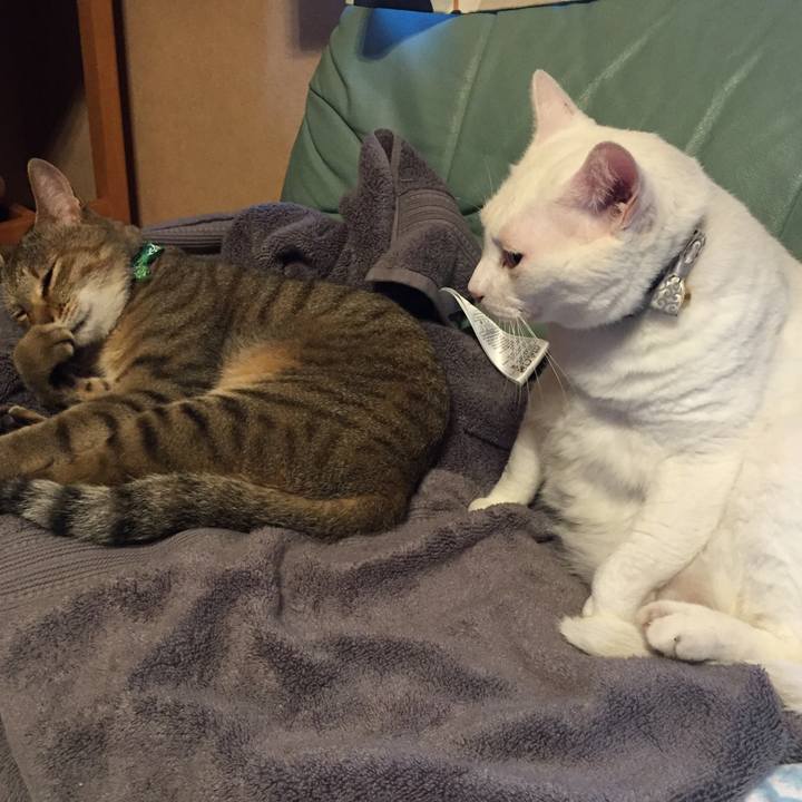 F039b70a d4cd 4405 84d9 a49d1d4cd45a 1535011018827