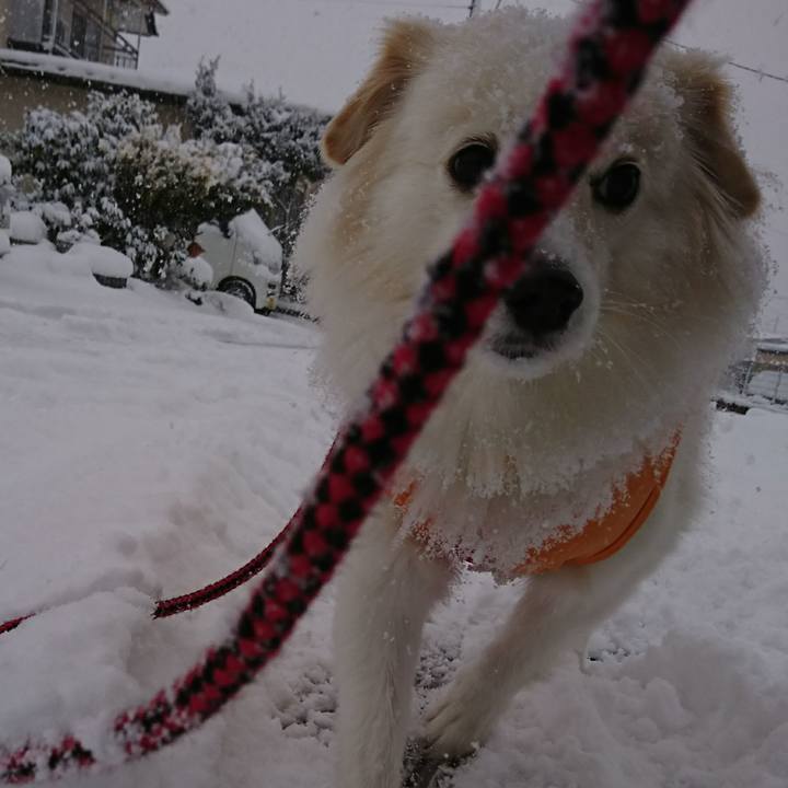 F03b1182 43e6 454e b8d0 23991b9f510c 1514935685646