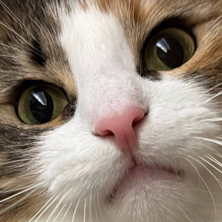 F03b84f9 f472 43fe 85c8 e3a0604ddfbf 1762472760223