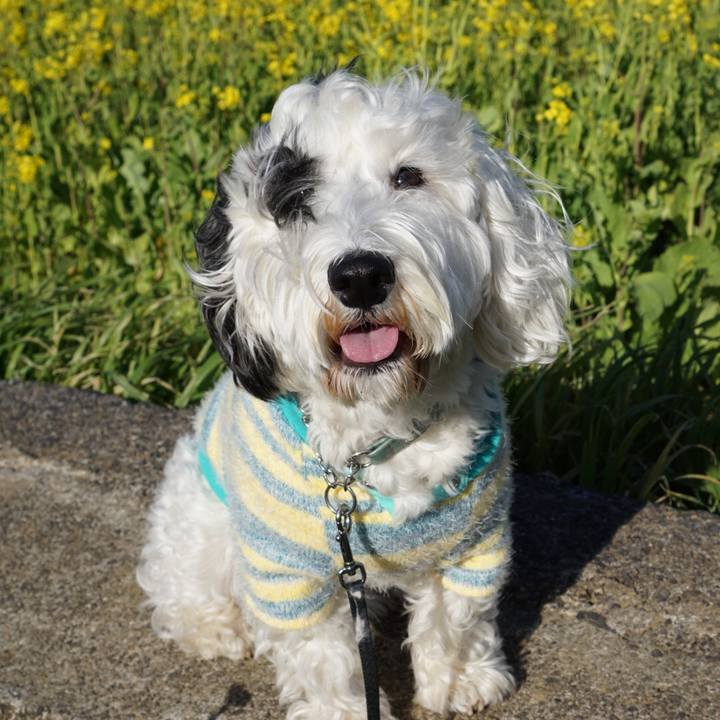 F03eada2 e7a0 40c1 901a f69fb50fe546 1521727485125