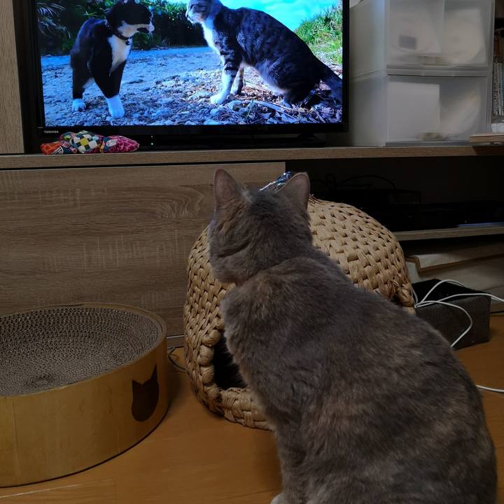 F03fdc99 38b4 412d 8fad 105a34e7f70e 1565272004033