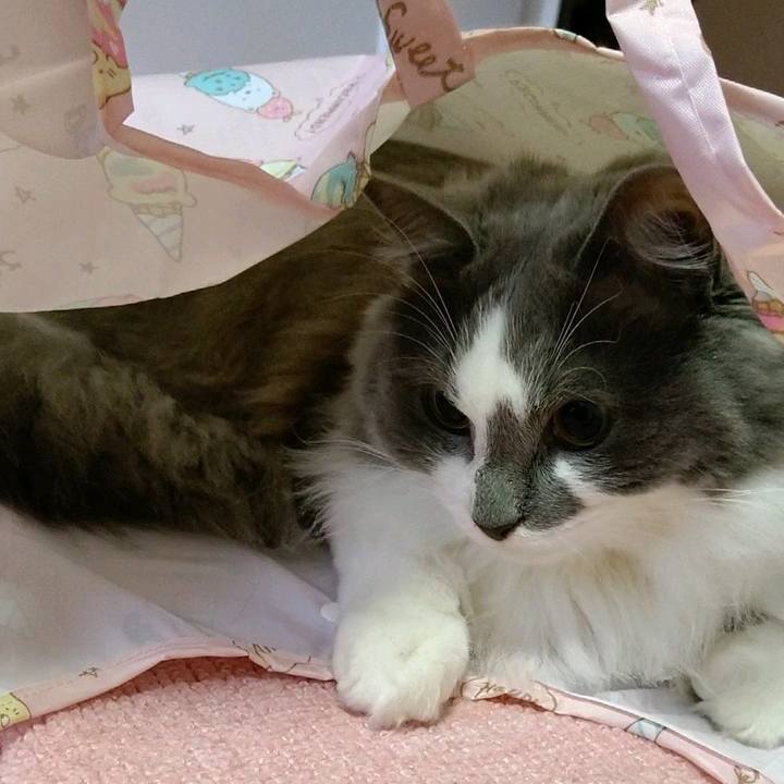 F0401a57 c8ae 4d09 a7e8 8adc8bb98359 1587553855375