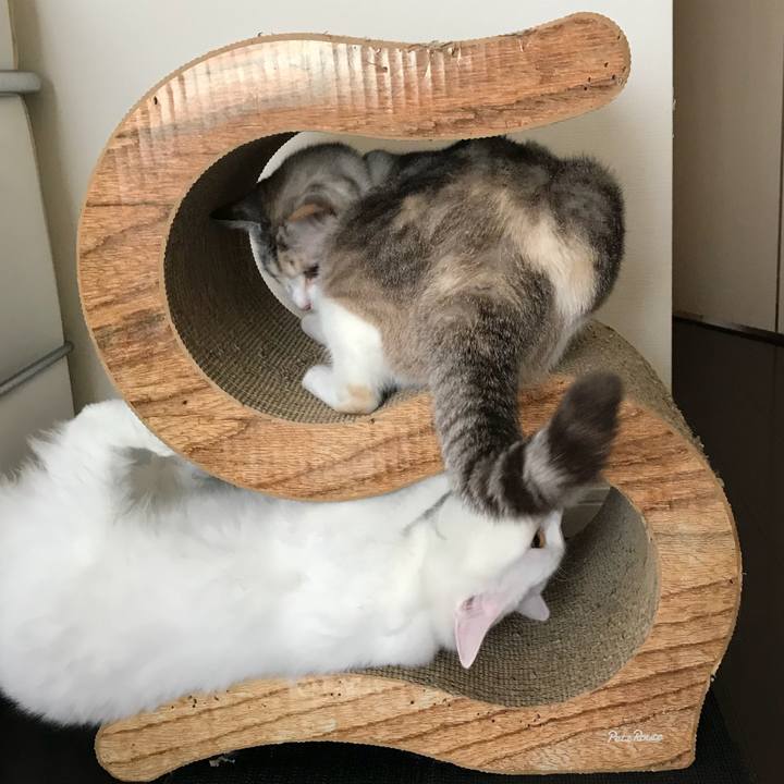 F040c98e caa9 4009 8cf0 8c4db3700882 1522464232377