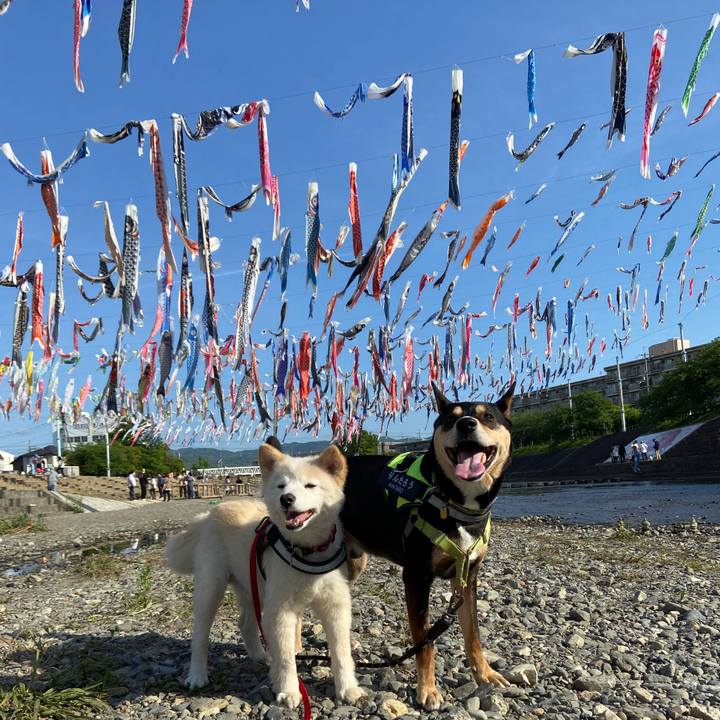 F0474bb5 8aae 4b26 b0ea bae4fd2ea80b 1683292991284