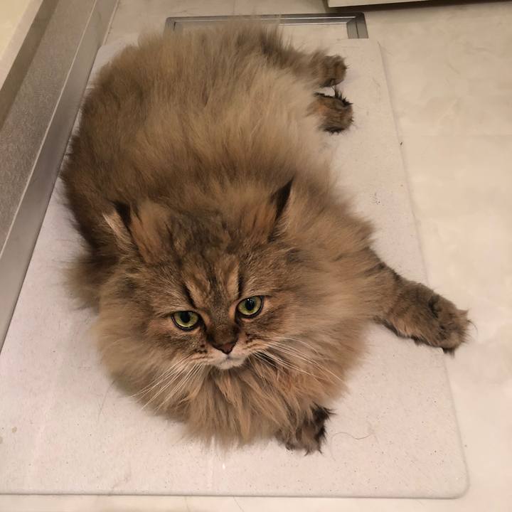 F050df04 a7cd 4736 8596 d3bf0dba4e63 1544316423051