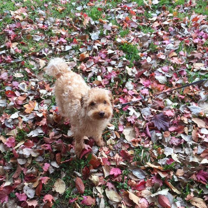 F053f8ec debf 4e24 98d4 94074d2d6bed 1508625144349