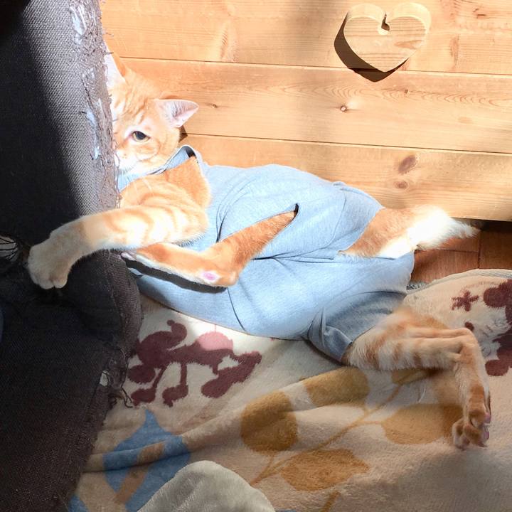 F0551423 430c 49fd 97e4 014ea05bd730 1521869928787