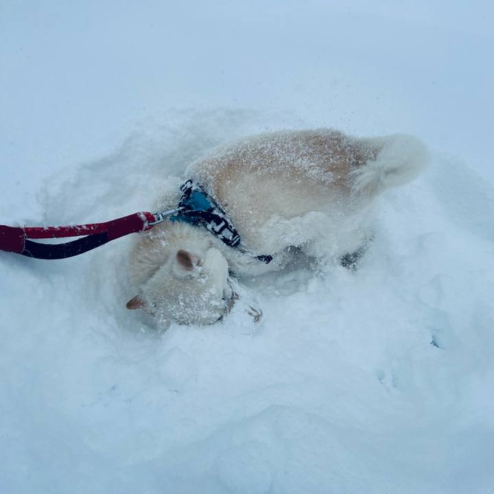 F05cec11 f64e 44a0 93a7 4b45c12723e7 1738450296298