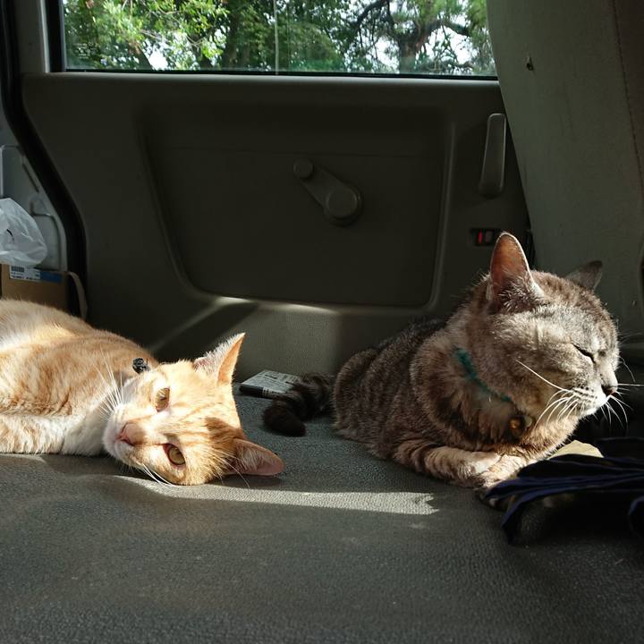 F060a9c5 26b2 47ee bee9 beed5bf88907 1563606558234