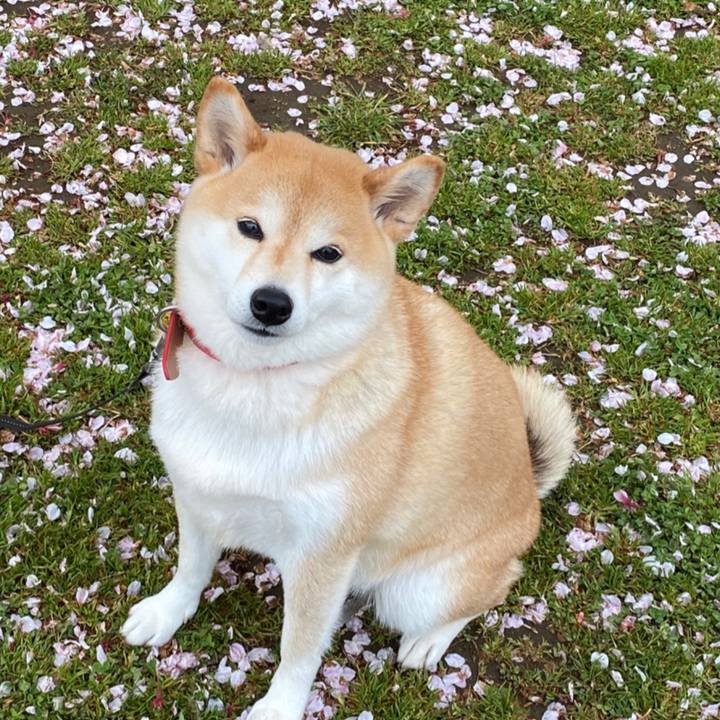 F0632b58 c2d4 484e 9b40 a615c0479fe9 1586526567903