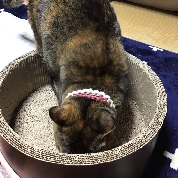 F064e01f 8972 449d b7f0 fa47f2be6f56 1710241234235