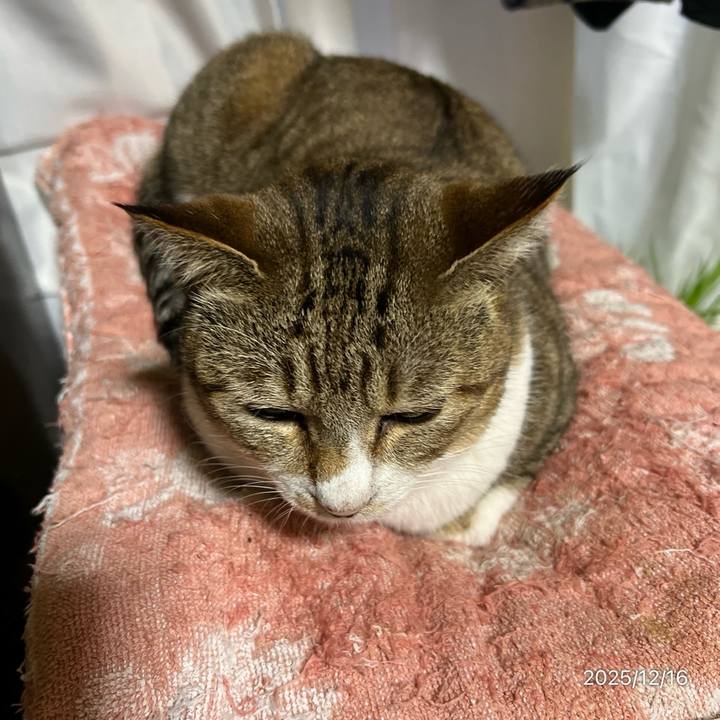 F0666de4 a5e4 4731 b0de 585377781820 1765836191641