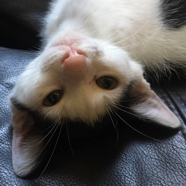 F0687b5a e006 46f4 bc2a aaca709b5fa9 1531249248650