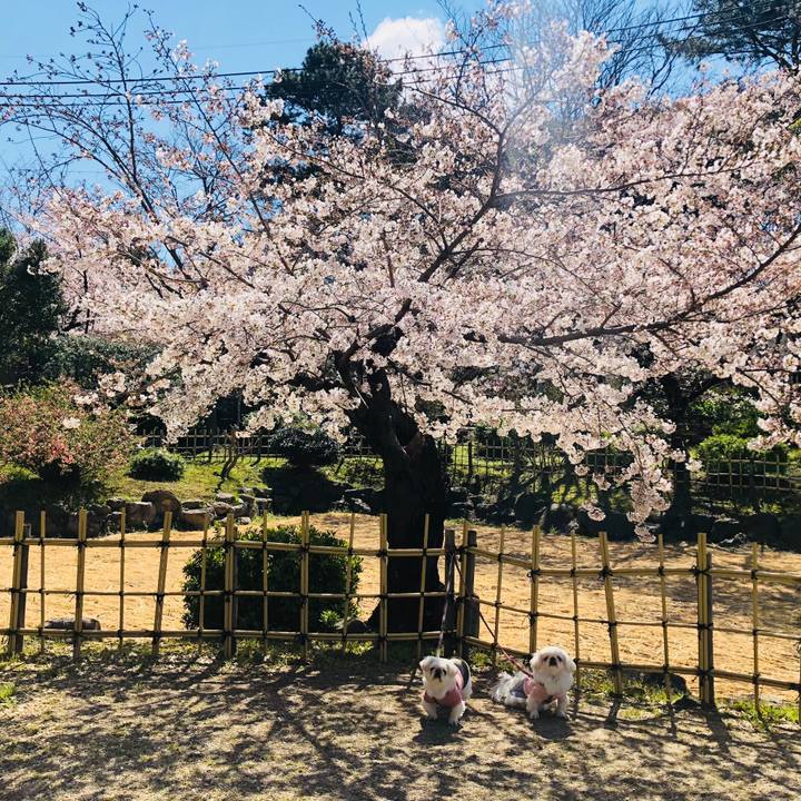 F068a930 13bb 4841 9d53 5a7932d59485 1554082791955