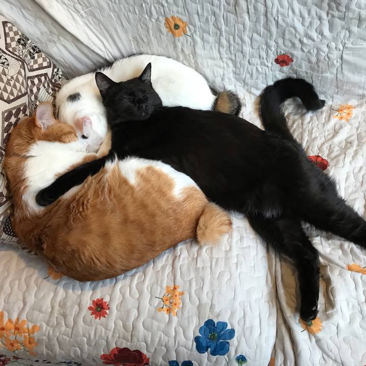 F06bd060 77b9 482b aa55 a2f728f866bc 1577775288315