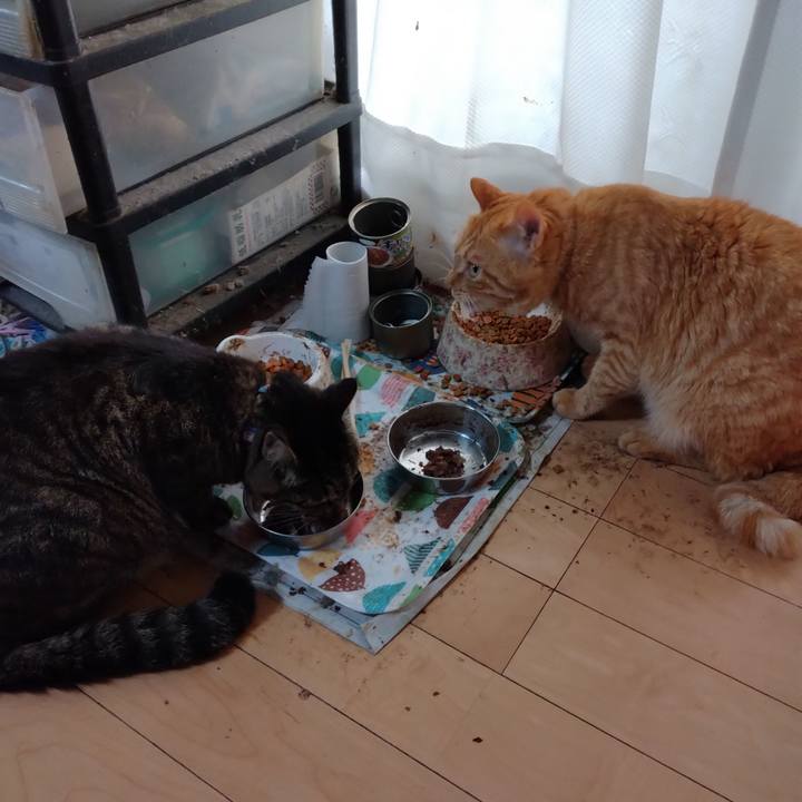 F06cb232 76fa 4ae4 8af4 f3cce2f8c458 1689891255354