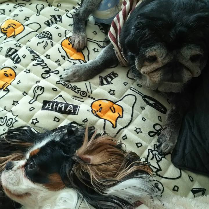 F06e2d49 c1e1 4bd7 af80 c0d6ce6ecfbb 1539307481224