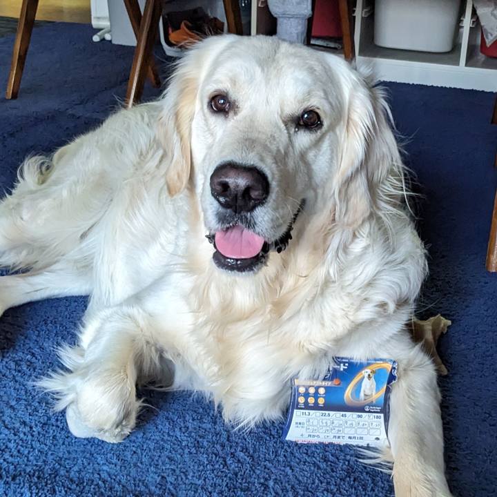 F0746a6e 9946 4998 842f ec1a5fe093c1 1774999485982