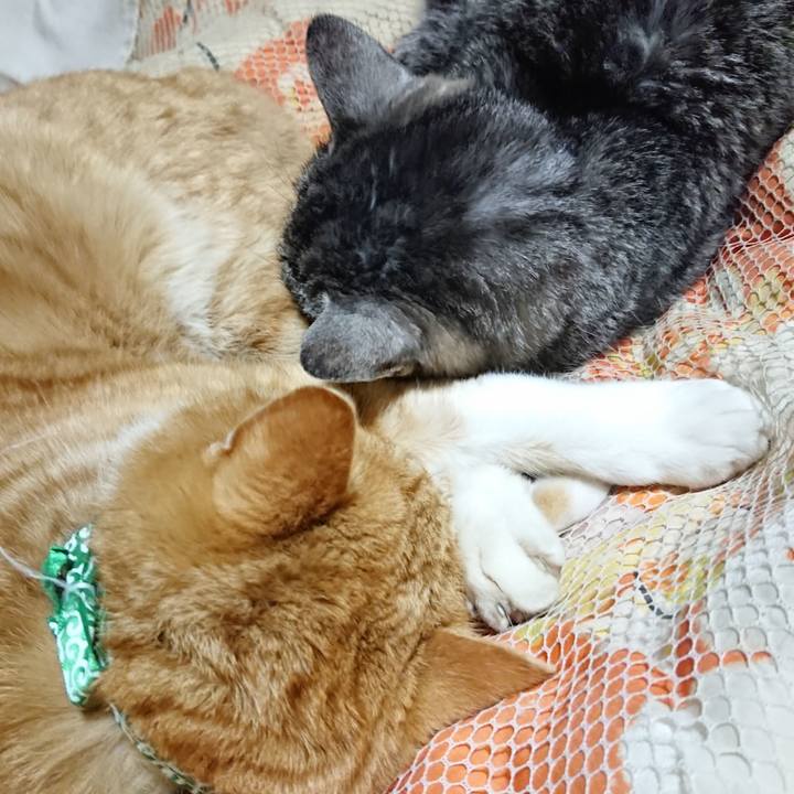 F074c1d7 b7f0 4b86 bd68 0ba7e31d6673 1581082695453