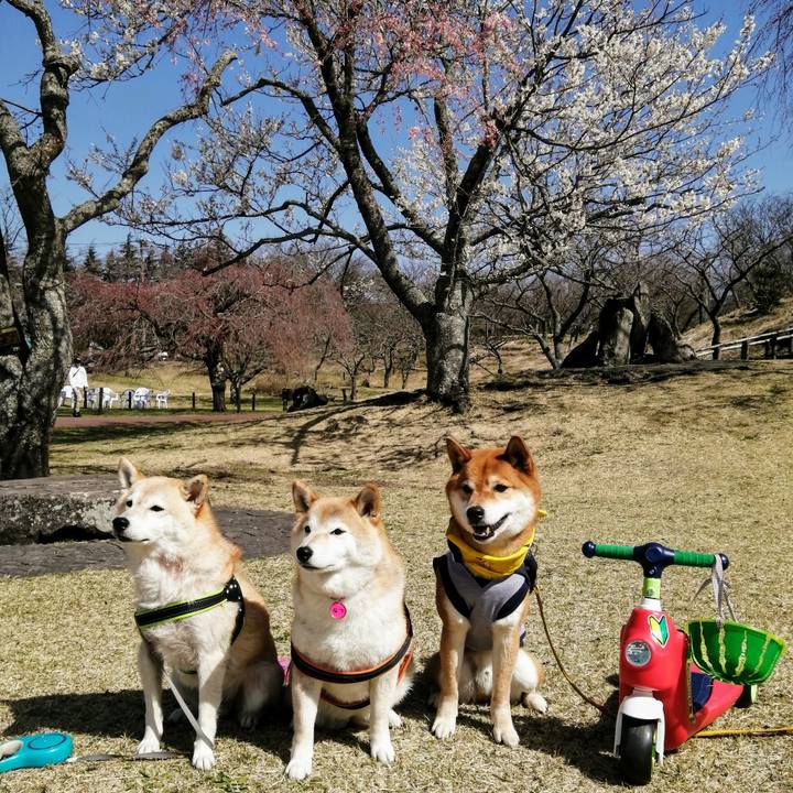 F07a91cd 67c2 412f bdfc 24ebe54a7198 1584759565808