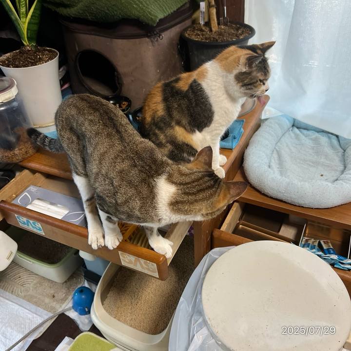 F07ae21a 78de 4308 a8be 63742a0d7d76 1753740577915