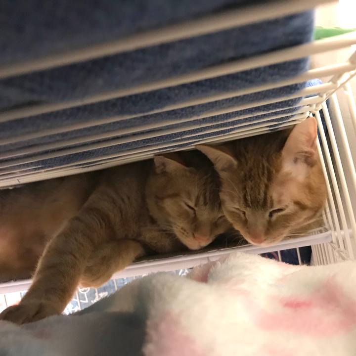 F0805f99 b837 498e 8306 f7b33bea9bd7 1585565133750