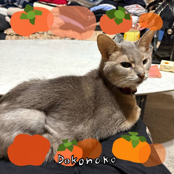 F083b566 d4f2 4ee9 9a13 91a86e3c7044 1761566196897