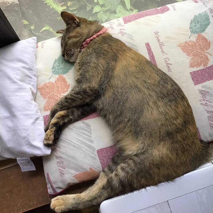 F08cf16c 1bc8 4094 b06a 0502a9190351 1591768365787