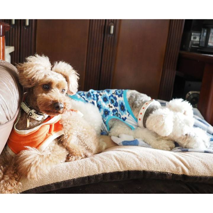 F08d3de9 b04b 4693 a163 f2cb4a728ff4 1511217699075