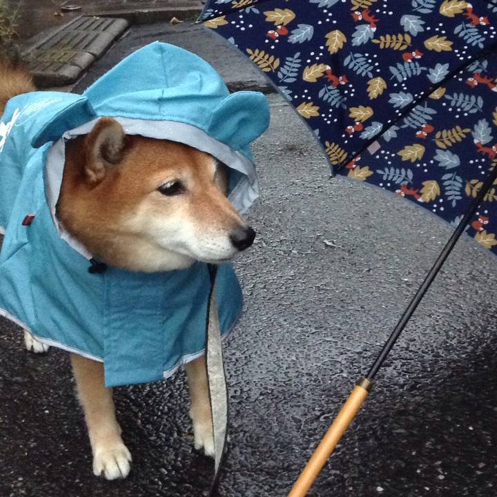 F092cab6 cf55 4303 8447 ced4ff921aa7 1537865298536