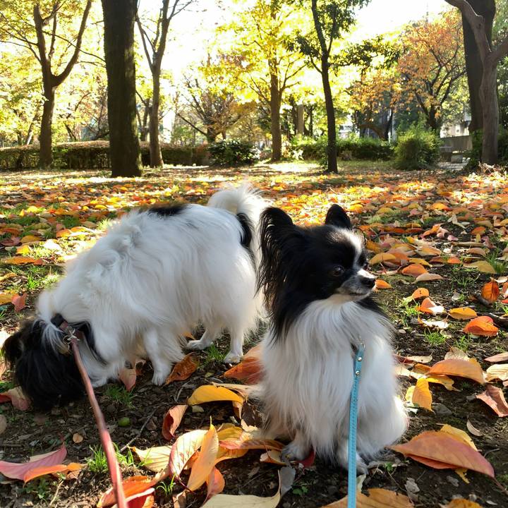 F09a6396 7a77 42f4 abbb 3a634e1469db 1542950628350