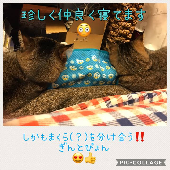 F09d9289 c04e 4bab ac94 6962bd3671f6 1543679653718