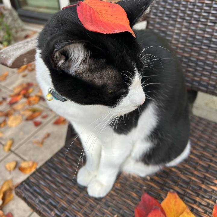 F09dc1ab 870c 484d ac67 9ba6164d88c5 1764380001582