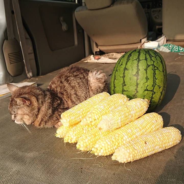 F0a18896 45ef 482f 9cb8 fb55177ef342 1596664514348